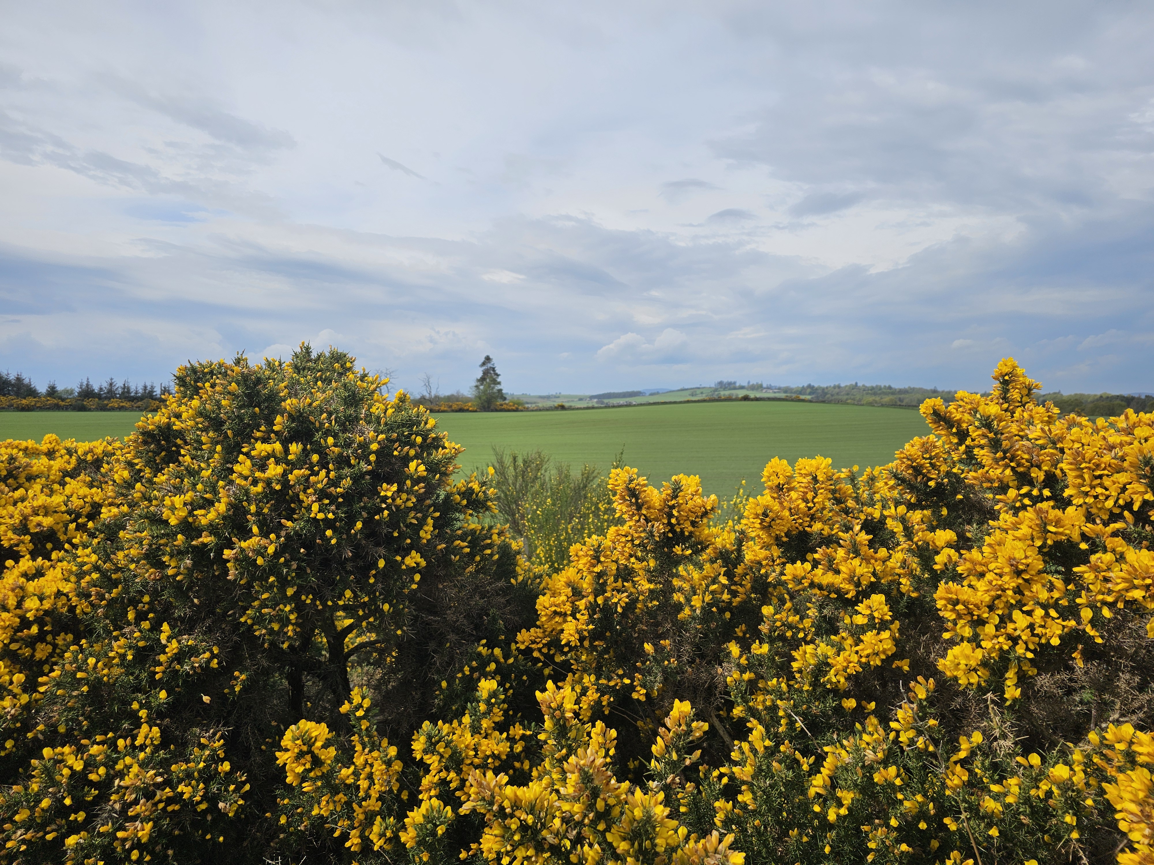 UK nature